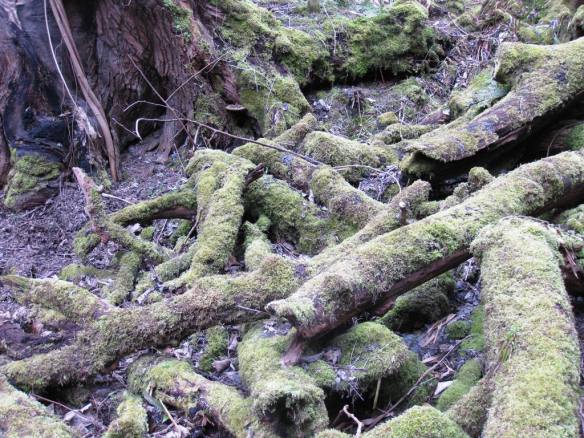 lovely mossy covered logs!